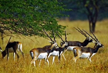 STEPiNN-VELAVADAR NATIONAL PARK